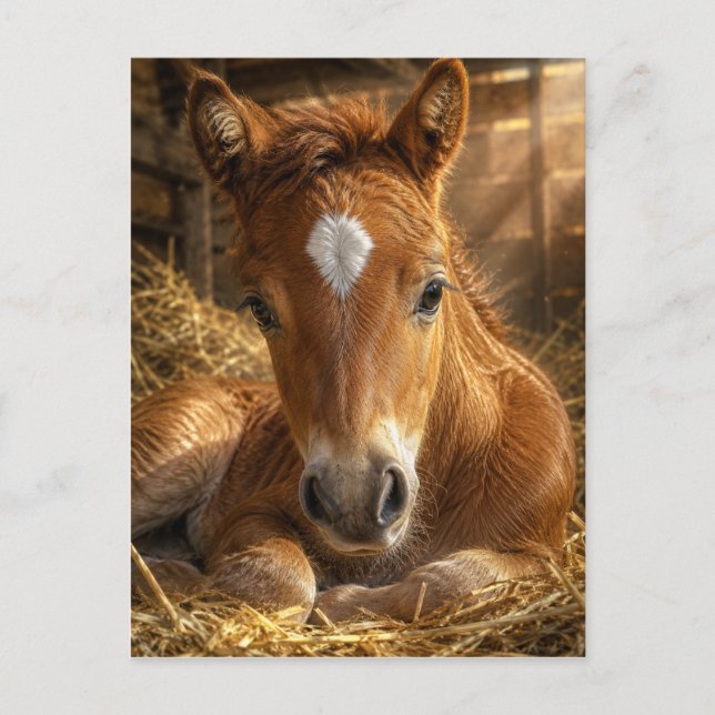 Goldener Schlummer sanftes Fohlen Postkarte (Vorderseite)