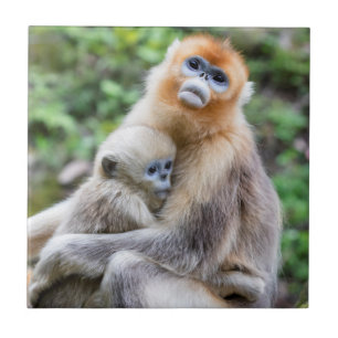 Goldener Stumpfnasen-Affe mit Baby Fliese