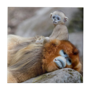Goldener Stumpfnasen-Affe Vater mit Baby Fliese