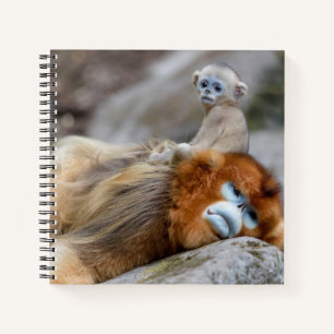 Goldener Stumpfnasen-Affe Vater mit Baby Notizbuch