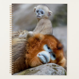 Goldener Stumpfnasen-Affe Vater mit Baby Planer
