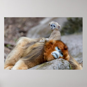 Goldener Stumpfnasen-Affe Vater mit Baby Poster