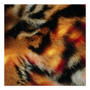 Goldener Tiger-Augen Nahaufnahme-Wildtierposter Poster