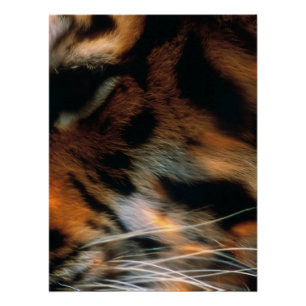 Goldener Tigerauge Nahaufnahme Wildlife Poster