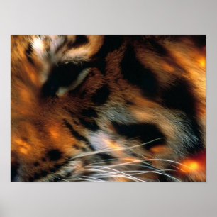 Goldener Tigerauge Nahaufnahme Wildlife Poster