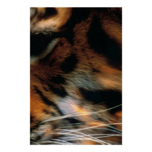 Goldener Tigerauge Nahaufnahme Wildlife  Poster