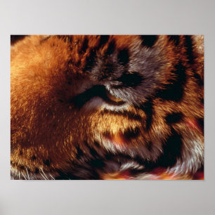 Goldener Tigerauge Nahaufnahme Wildlife  Poster