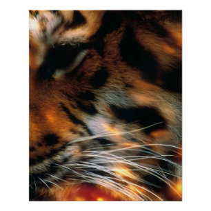 Goldener Tigerauge Nahaufnahme Wildlife Poster