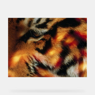 Goldener Tigerauge Nahaufnahme-Wildlife-Poster Acrylschild