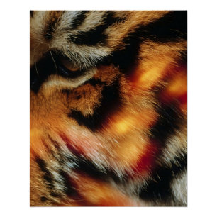 Goldener Tigerauge Nahaufnahme-Wildlife-Poster Poster