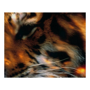 Goldener Tigerauge Nahaufnahme Wildtiere Poster