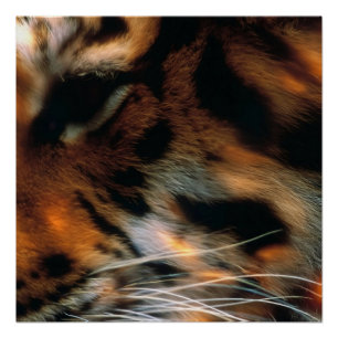Goldener Tigerauge Nahaufnahme Wildtiere Poster