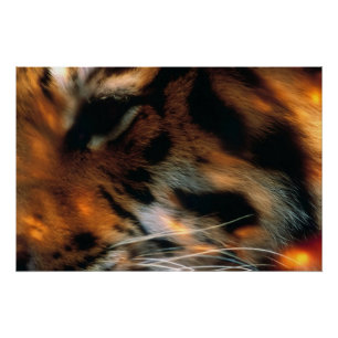 Goldener Tigerauge Nahaufnahme Wildtiere Poster