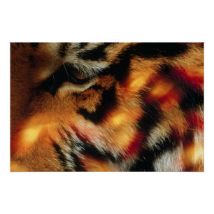 Goldener Tigerauge Nahaufnahme-Wildtierposter Poster