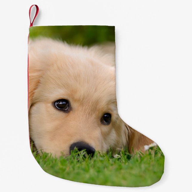 Goldener träumender Retriever-niedlicher Welpe - Kleiner Weihnachtsstrumpf (Vorderseite)