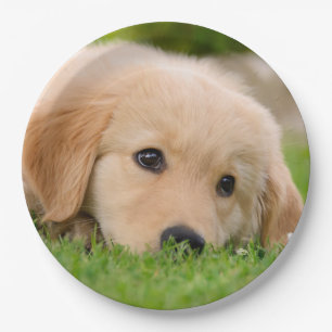 Goldener träumender Retriever-niedlicher Welpe, Pappteller