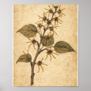 Goldener Zaubernusszweig Botanischer Poster