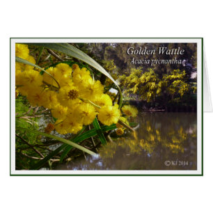 Goldener Zweig - Akazie pycnantha