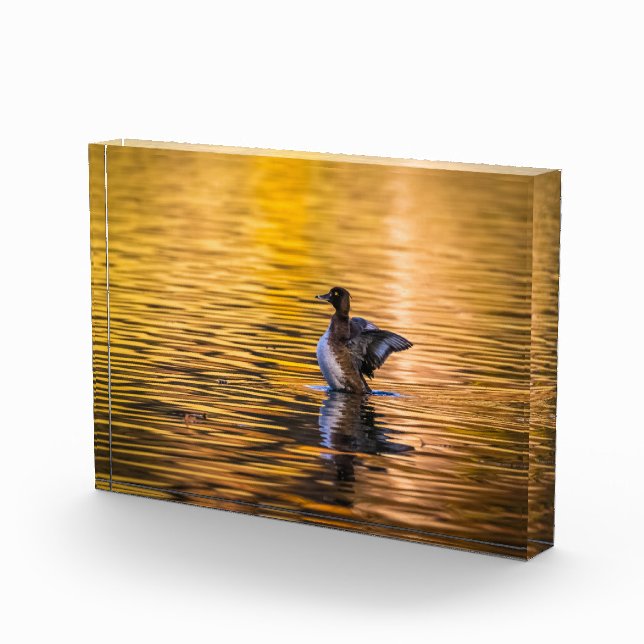 Goldenes Auge auf einem goldenen See Fotoblock (Rechts)