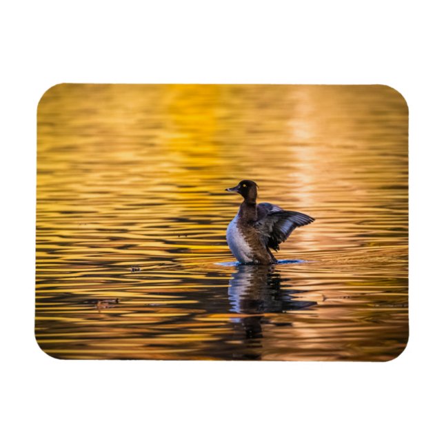 Goldenes Auge auf einem goldenen See Magnet (Horizontal)