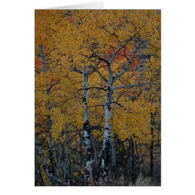Goldenes Blätter des Aspen (Vorne)