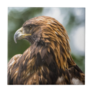 Goldenes Eagle (Aquila chrysaetos) - Utah Fliese