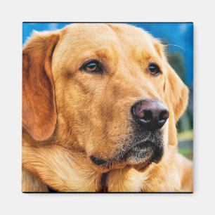 Goldenes Labrador retriever Magnet