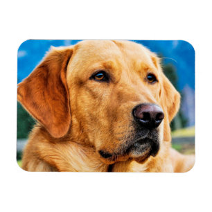 Goldenes Labrador retriever Magnet