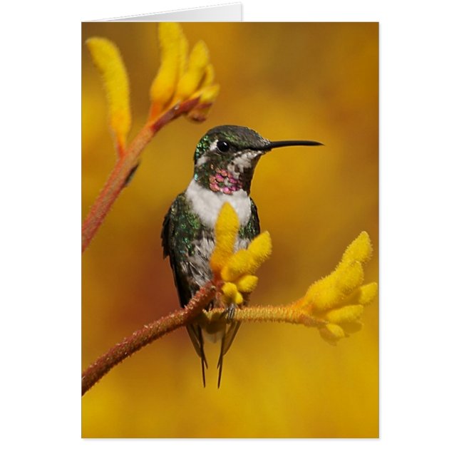 Goldenes Licht (Vorne)