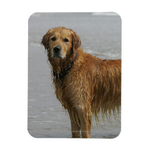 Goldenes Retreiver im Meer Magnet