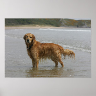 Goldenes Retreiver im Meer Poster