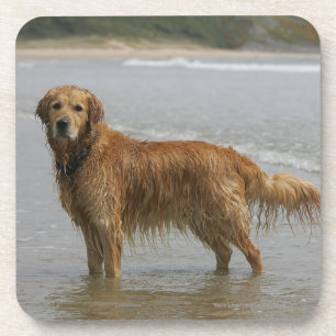 Goldenes Retreiver im Meer Untersetzer