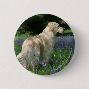 Goldenes Retreiver in den Blumen Button