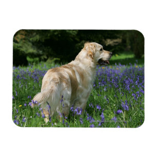 Goldenes Retreiver in den Blumen Magnet