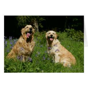 Goldenes Retreivers im Gras