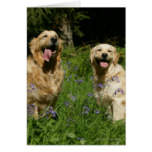 Goldenes Retreivers im Gras