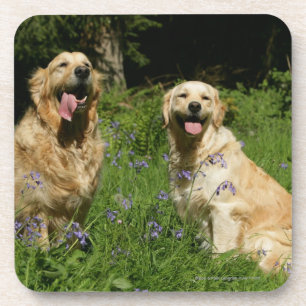 Goldenes Retreivers im Gras Untersetzer