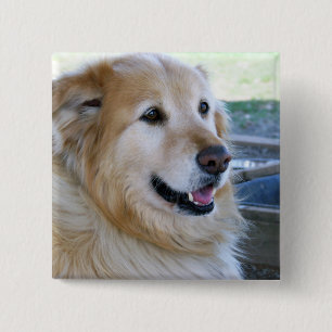 Goldenes Retriever-Foto Button