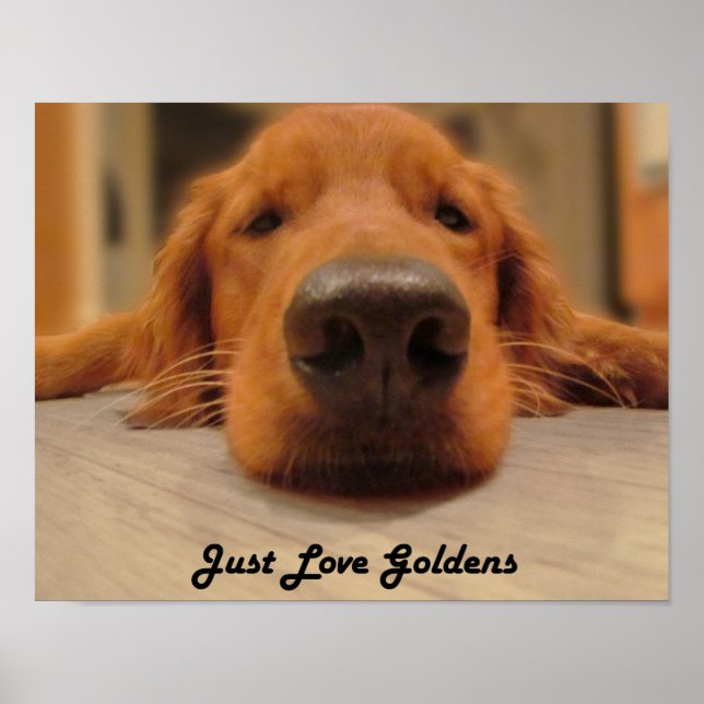 Goldenes Retriever Poster, Nose Poster (Vorne)
