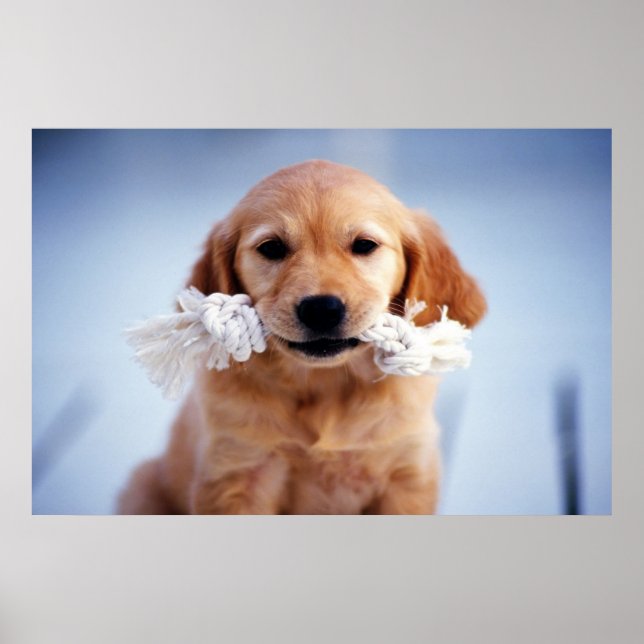Goldenes Retriever-Poster Poster (Vorne)