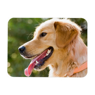 Goldenes Retriever-Profil mit Zungenausschnitt Magnet