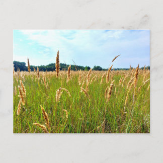 Goldenes Sommerfeld Postkarte