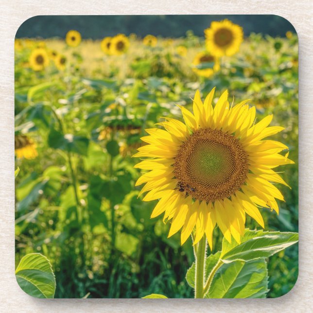 Goldenes Sonnenblumenfeld Getränkeuntersetzer (Vorderseite)