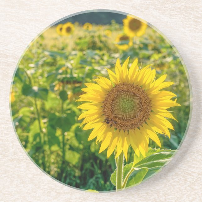 Goldenes Sonnenblumenfeld Getränkeuntersetzer (Vorne)