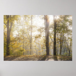 Goldenes Sonnenlicht durch Herbstbäume Poster