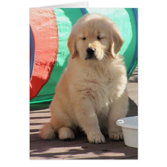 Goldenes Thinkin (Vorne)