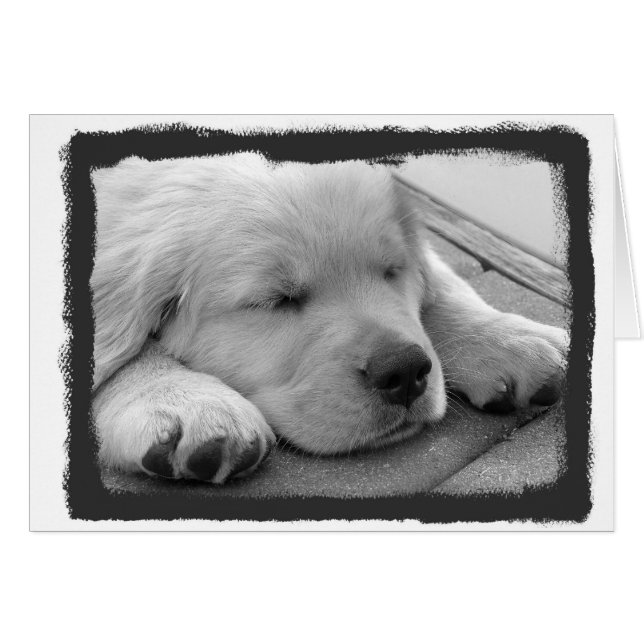 Goldenes Welpen-Schlafen (Vorderseite (Horizontal))