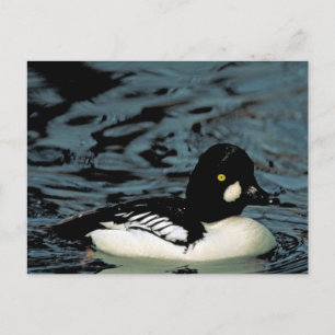 Goldeneye Duck Postkarte