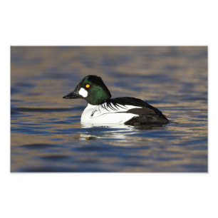 Goldeneye-Ente Fotodruck