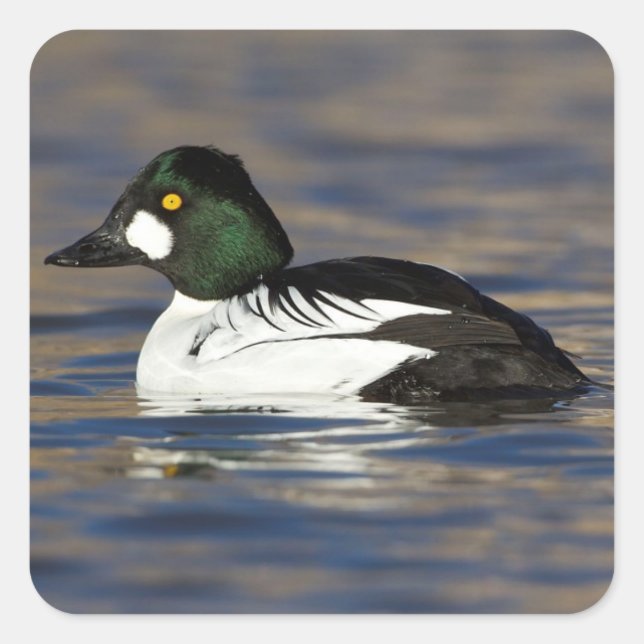 Goldeneye-Ente Quadratischer Aufkleber (Vorderseite)